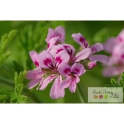 Geránium 100% illóolaj 10ml