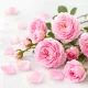 Babarózsa illatolaj 50ml