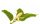Champaca virág illatolaj 10ml