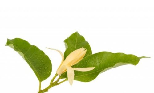 Champaca virág illatolaj 100ml