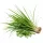 Citronella 100% illóolaj 10ml