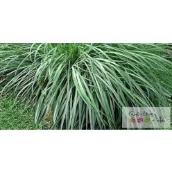 Citronella 100% illóolaj 50ml