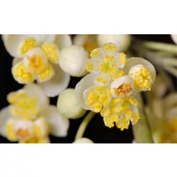Litsea Cubeba 100% illóolaj 10ml