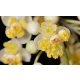 Litsea Cubeba 100% illóolaj 10ml