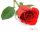Indiai rózsa illatolaj 10ml
