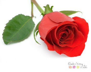 Indiai rózsa illatolaj 50ml