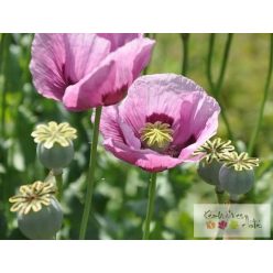 Opium illatolaj 50ml