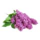 Orgona illatolaj 10ml