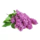 Orgona illatolaj 100ml