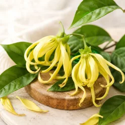 Ylang-ylang 100% illóolaj 10ml