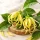 Ylang-ylang 100% illóolaj 50ml